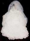 wedding doll1b.jpg (20519 bytes)